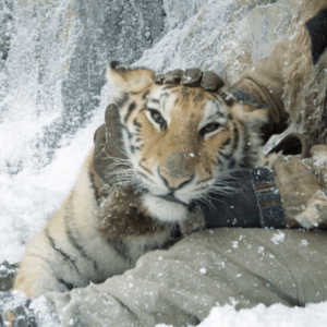 LE NID DU TIGRE 03_23