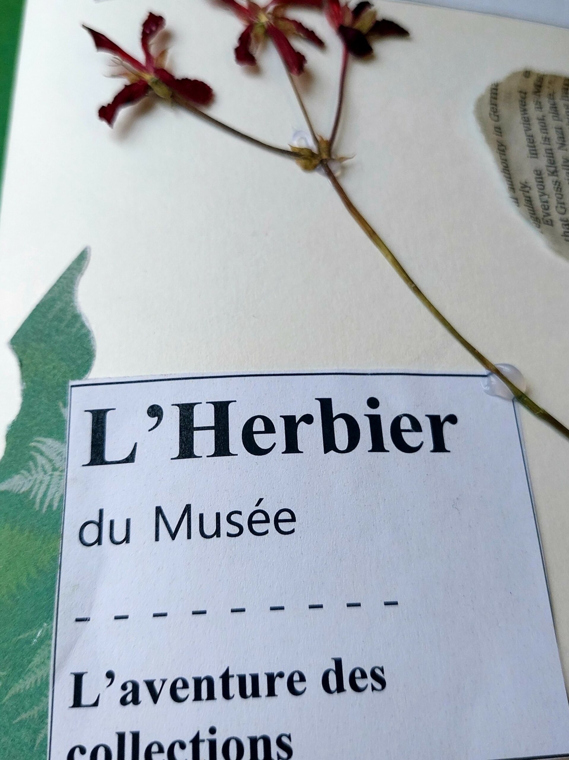 ©Ville Melun/Musée Art Histoire
