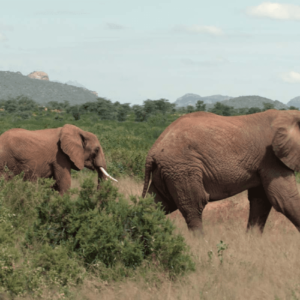 ANIMAL 05_23
