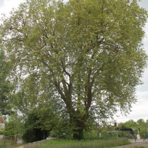 arbre archéo