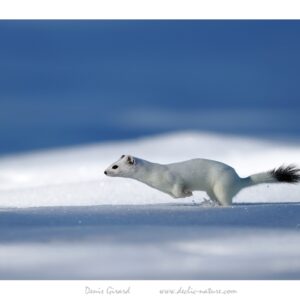 Les animaux de Haute-Savoie du photographe Denis Girard